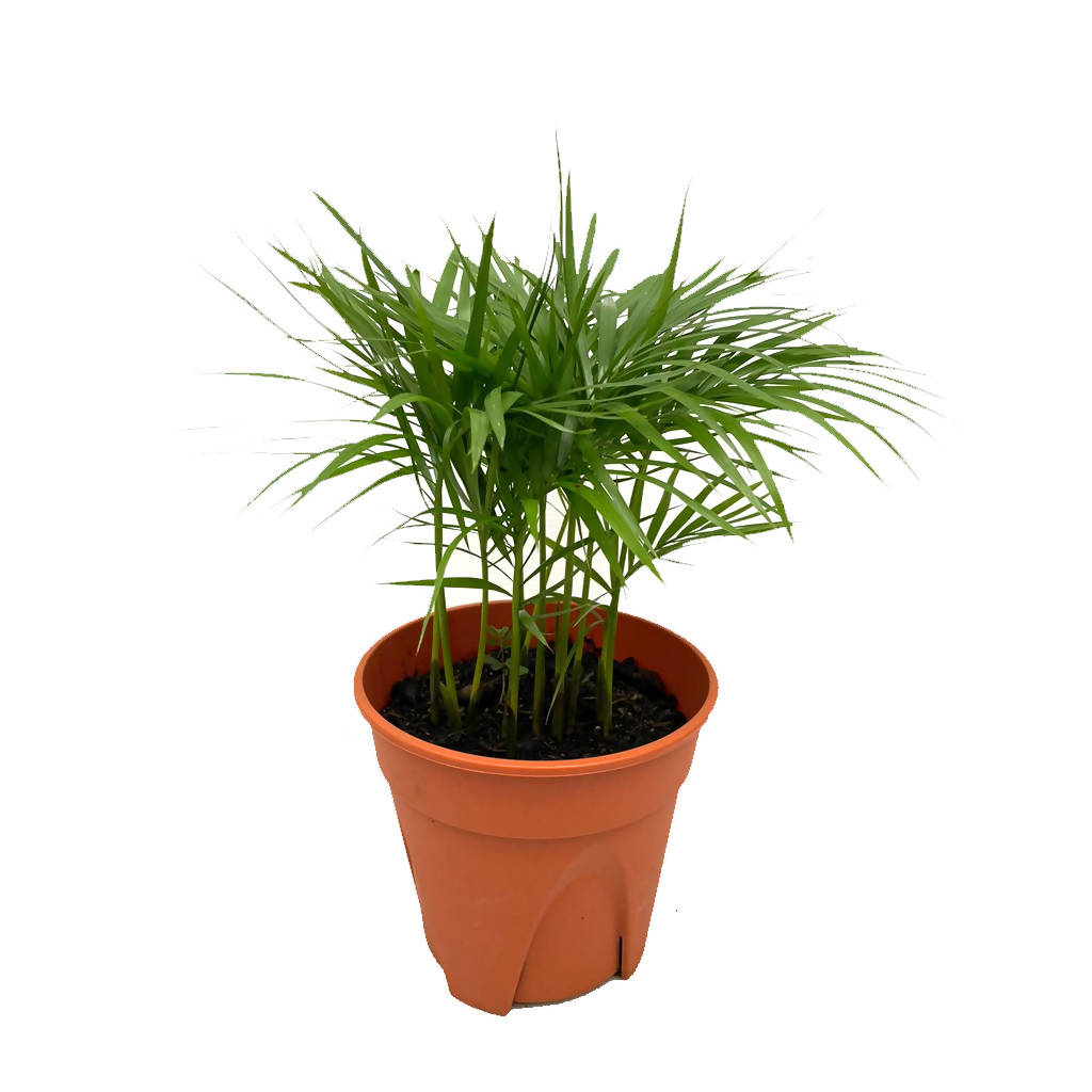 Rhopaloblaste, Jawa palm, Java palm (0.3mH)