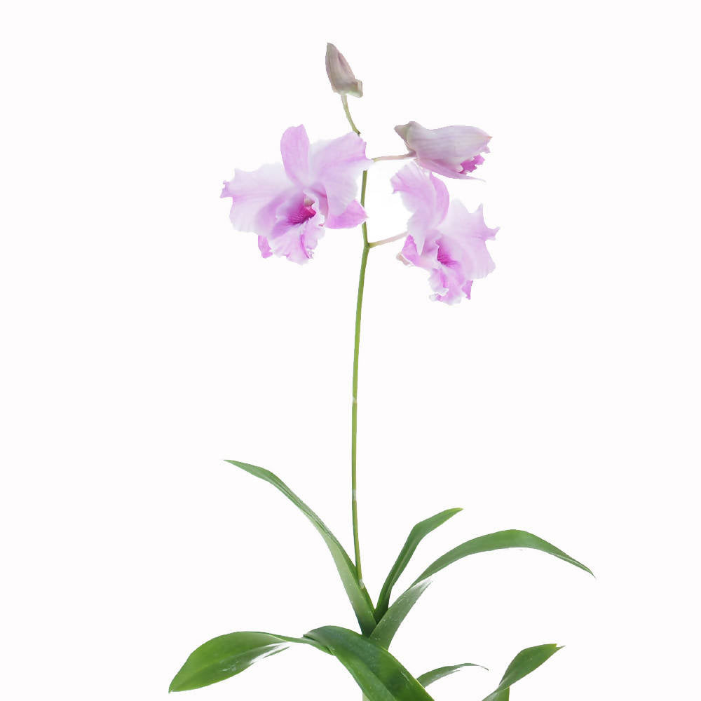 Dendrobium Miniature Dragon King (0.3m)