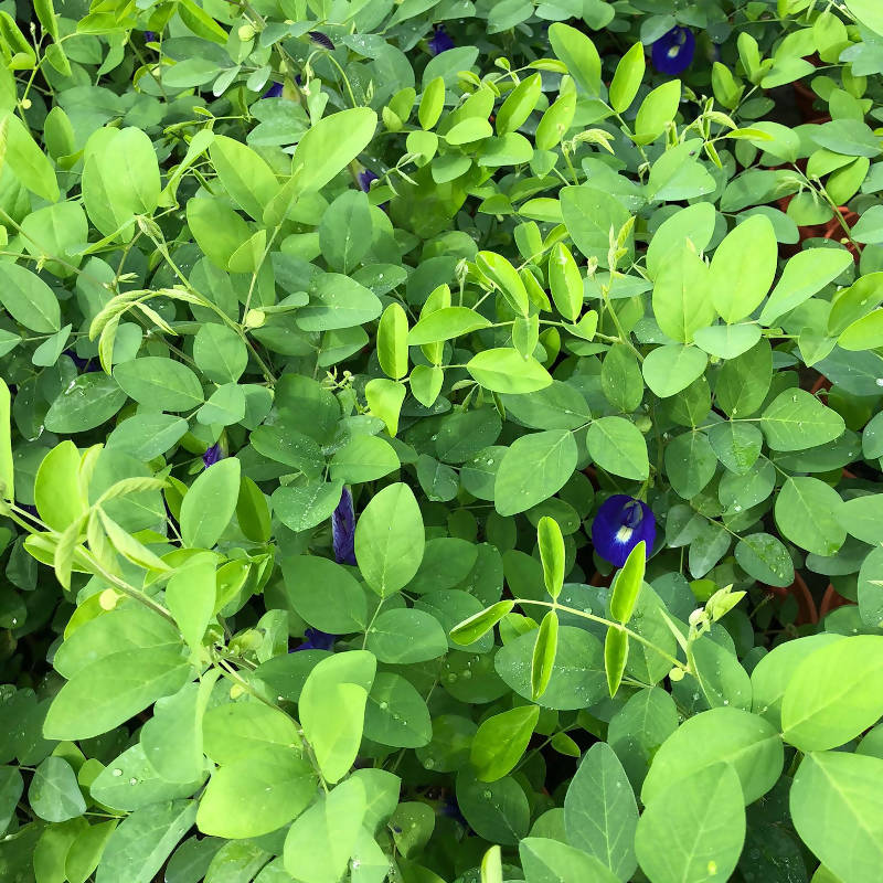 Clitoria ternatea, Blue Pea Vine, Butterfly Pea (0.3m)