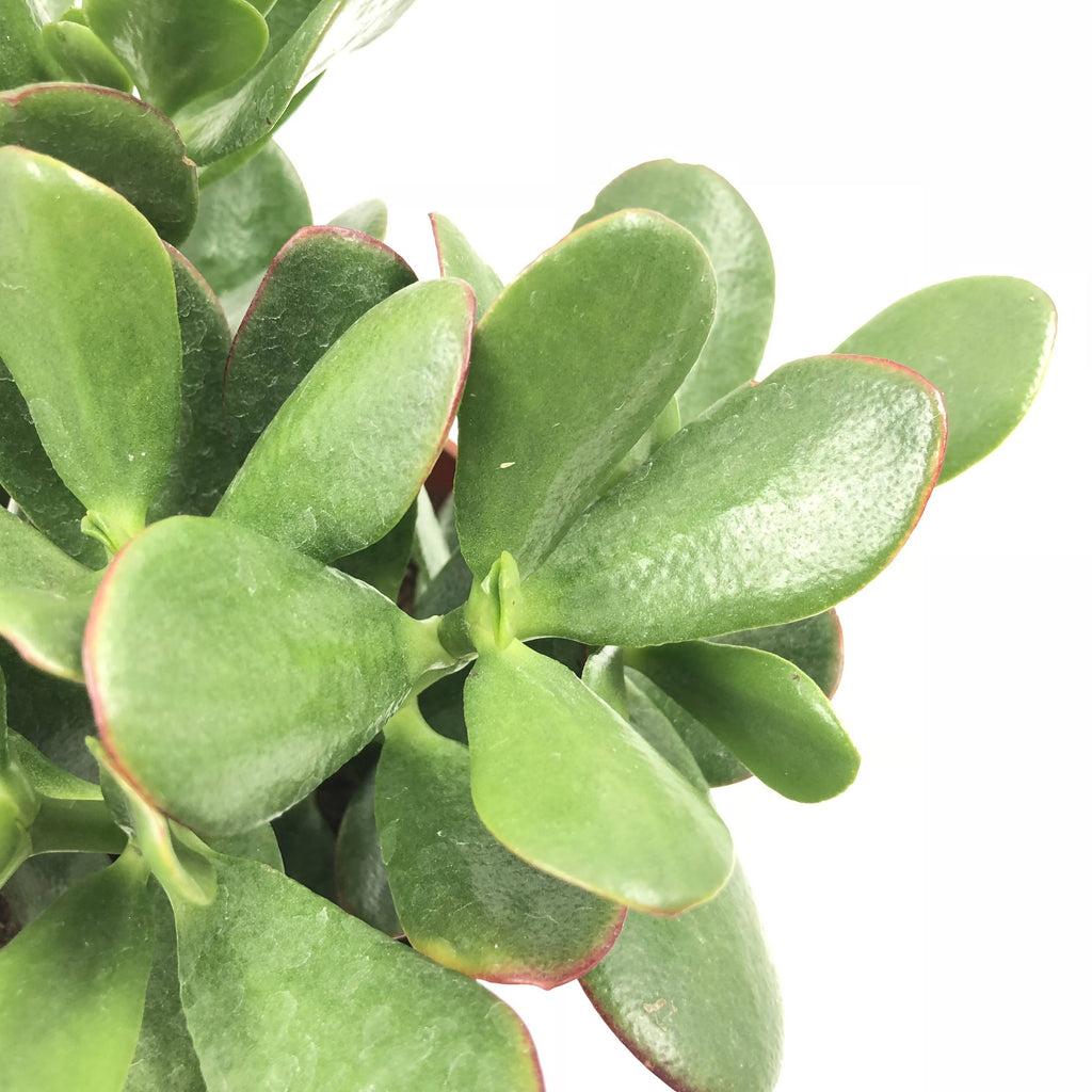 Crassula ovata, Jade Plant (0.15m)