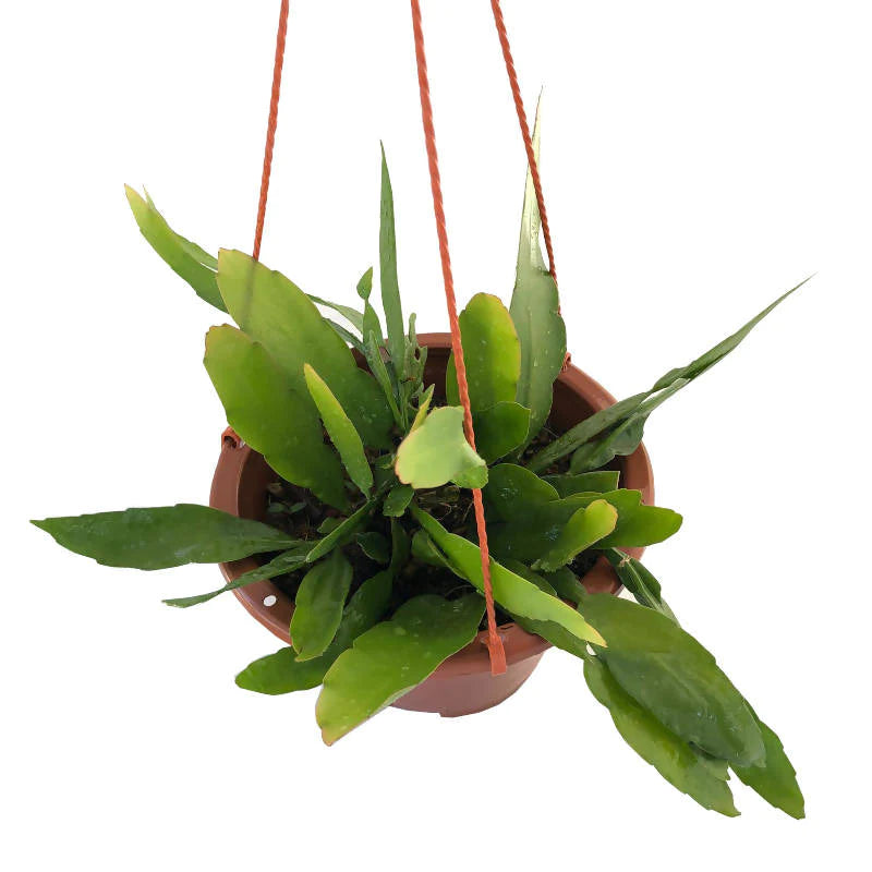 Epiphyllum Oxypetalum, Queen of the Night (Hanging) (0.35m)