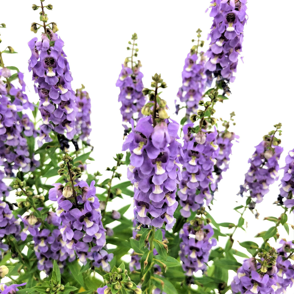 Angelonia angustifolia, Summer Snapdragon, Light Violet (0.35m)