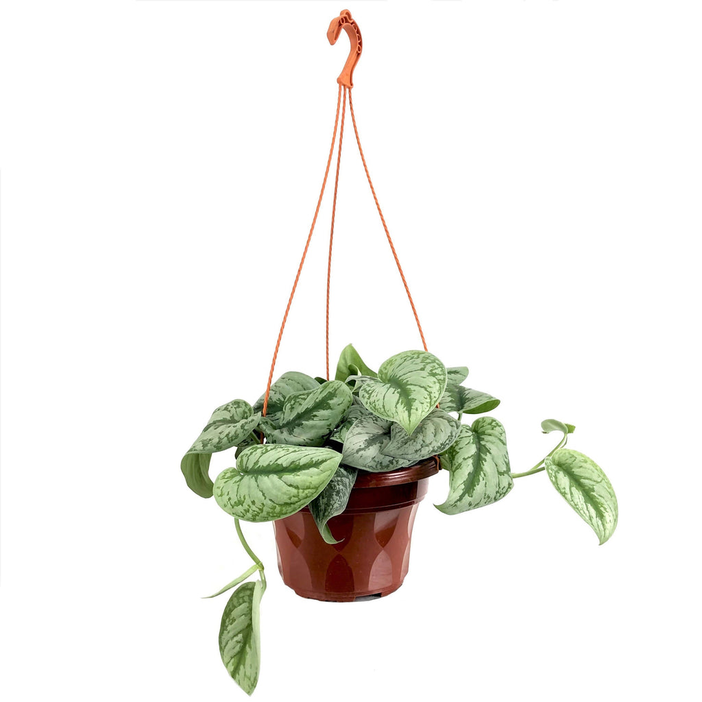 Scindapsus pictus 'Argyraeus', Satin pothos (Hanging) (0.15m)