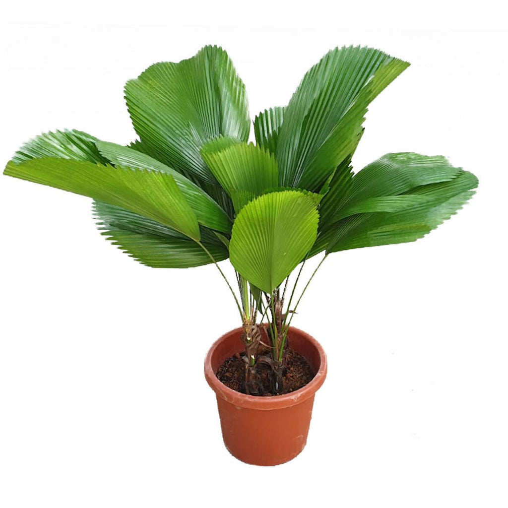 Licuala grandis, Ruffled Fan Palm (1.3m)