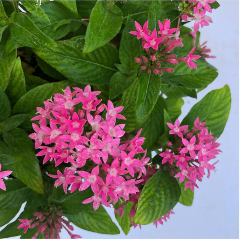 Assorted Pentas lanceolata 'Carnea', Egyptian Star Cluster (0.40m)