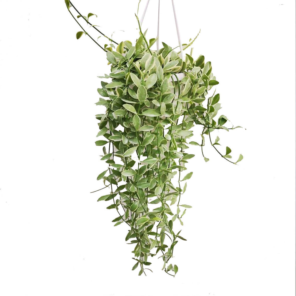 Dischidia oiantha 'Variegata' (Hanging) (0.25m)