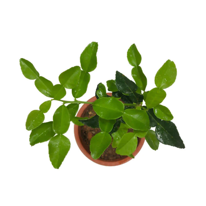 Citrus hystrix, Kaffir Lime, Thai Lime (0.6m)