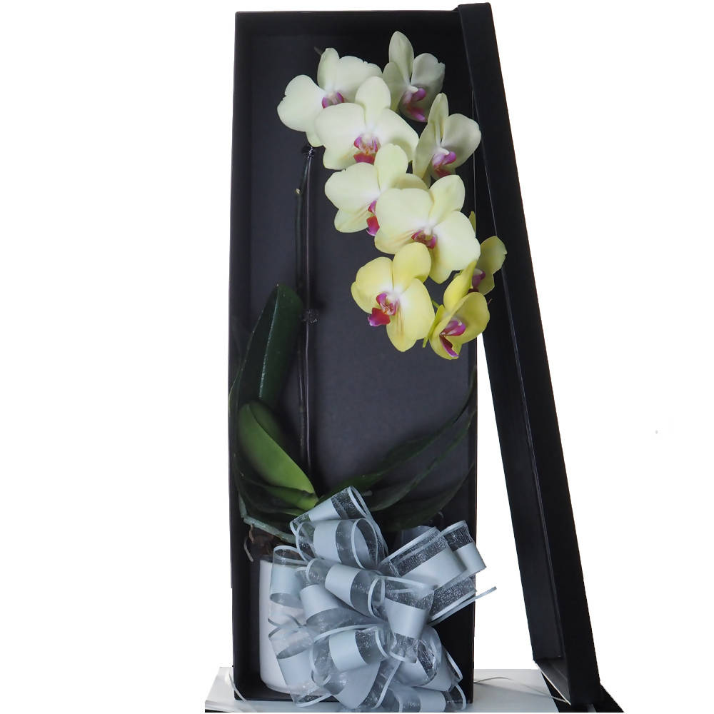 Phalaenopsis Gift Box E