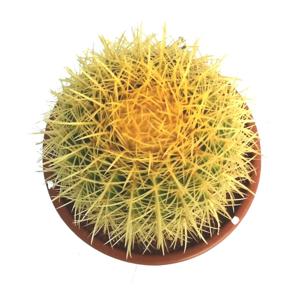 Echinocactus grusonii, Golden Barrel Cactus (0.35m)