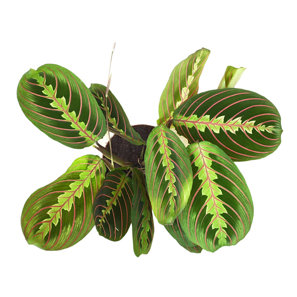 Maranta Fascinator, Prayer Plant (0.3mH)