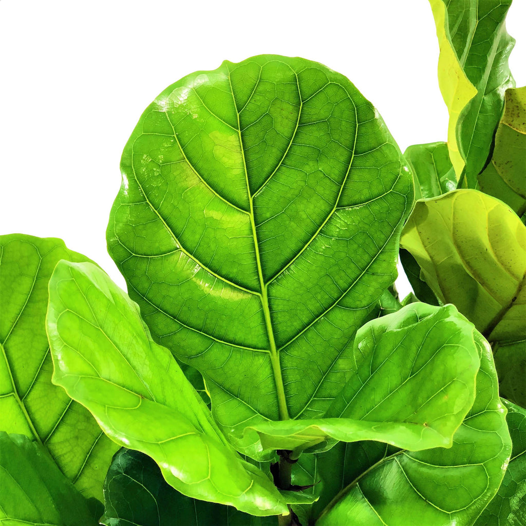 Ficus lyrata, Fiddle Leaf Fig (1.5m)