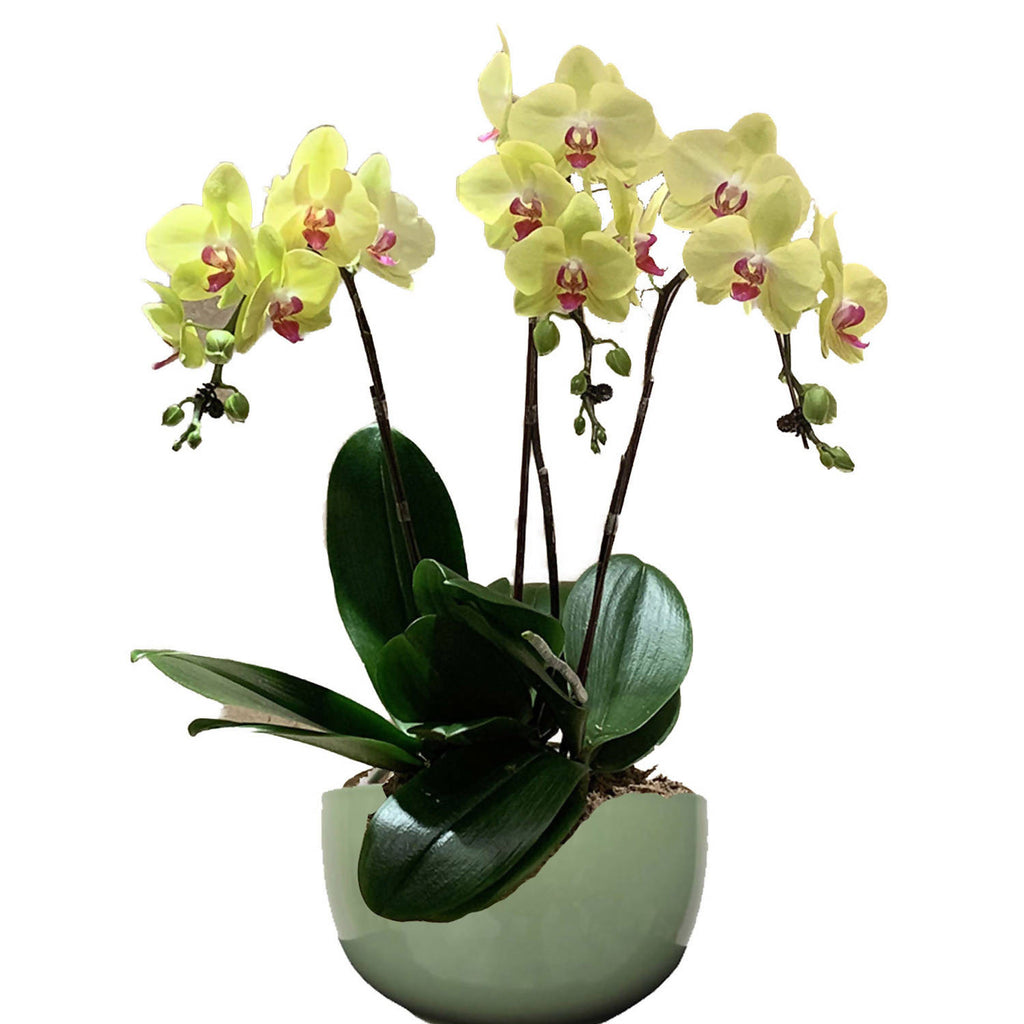 3 in 1 Phalaenopsis Yellow in Ceramic Pot, Moth Orchid Arrangement