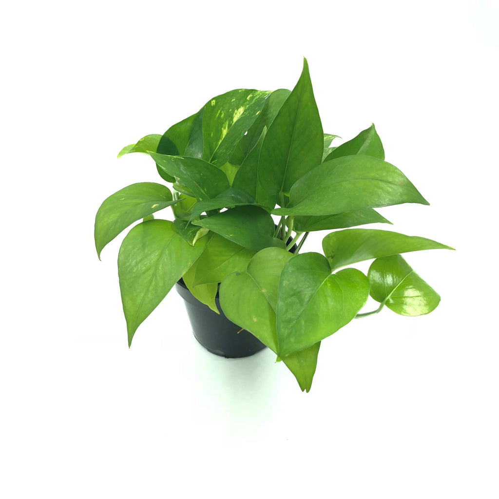 Money plant in White Brussels Round 14cm (0.15m)