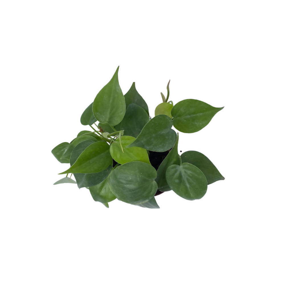 Philodendron scandens Green in Legrow USB Charging Dock Set