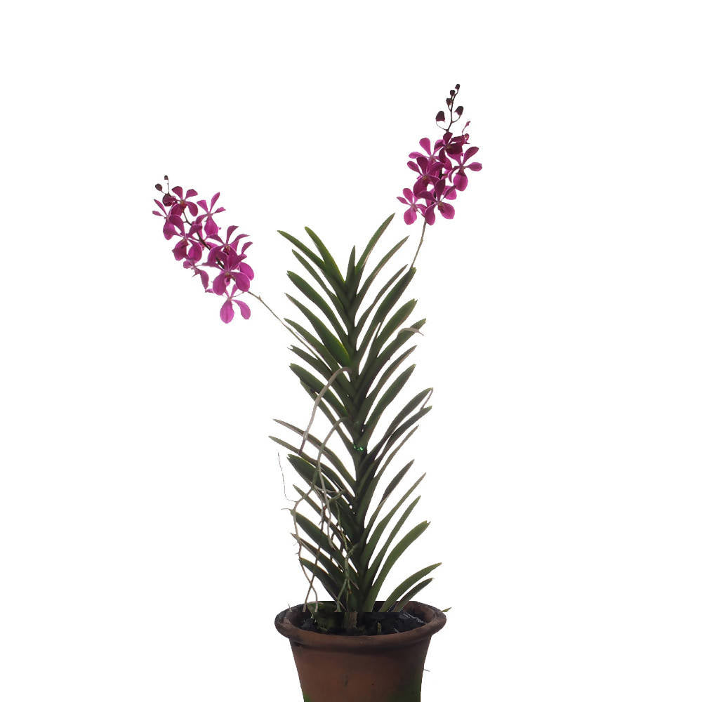 Aranda Chao Praya Boy Pink (0.8m)