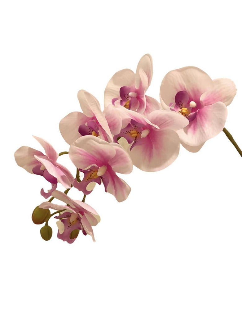 Artificial Phalaenopsis Orchid Arrangement with Peperomia Plant (0.65m)