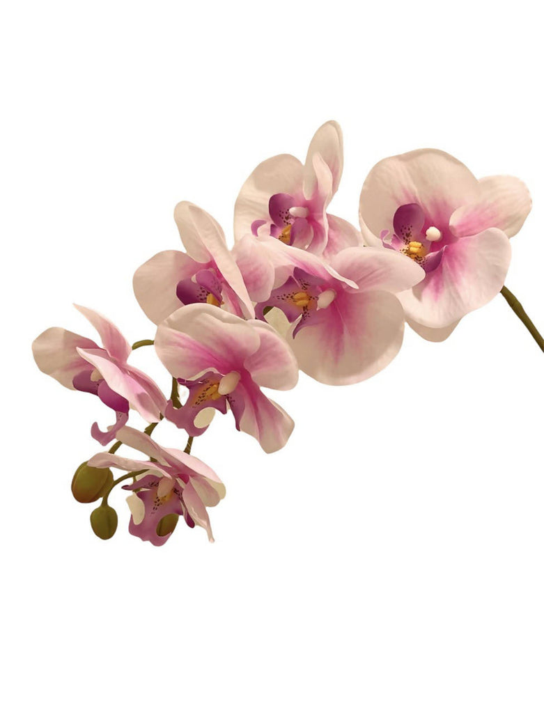 Artificial Phalaenopsis Orchid Arrangement with Peperomia Plant (0.65m)