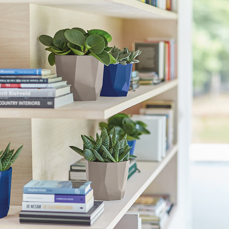 Rabbit's Foot Fern in Living Black B. For Rock