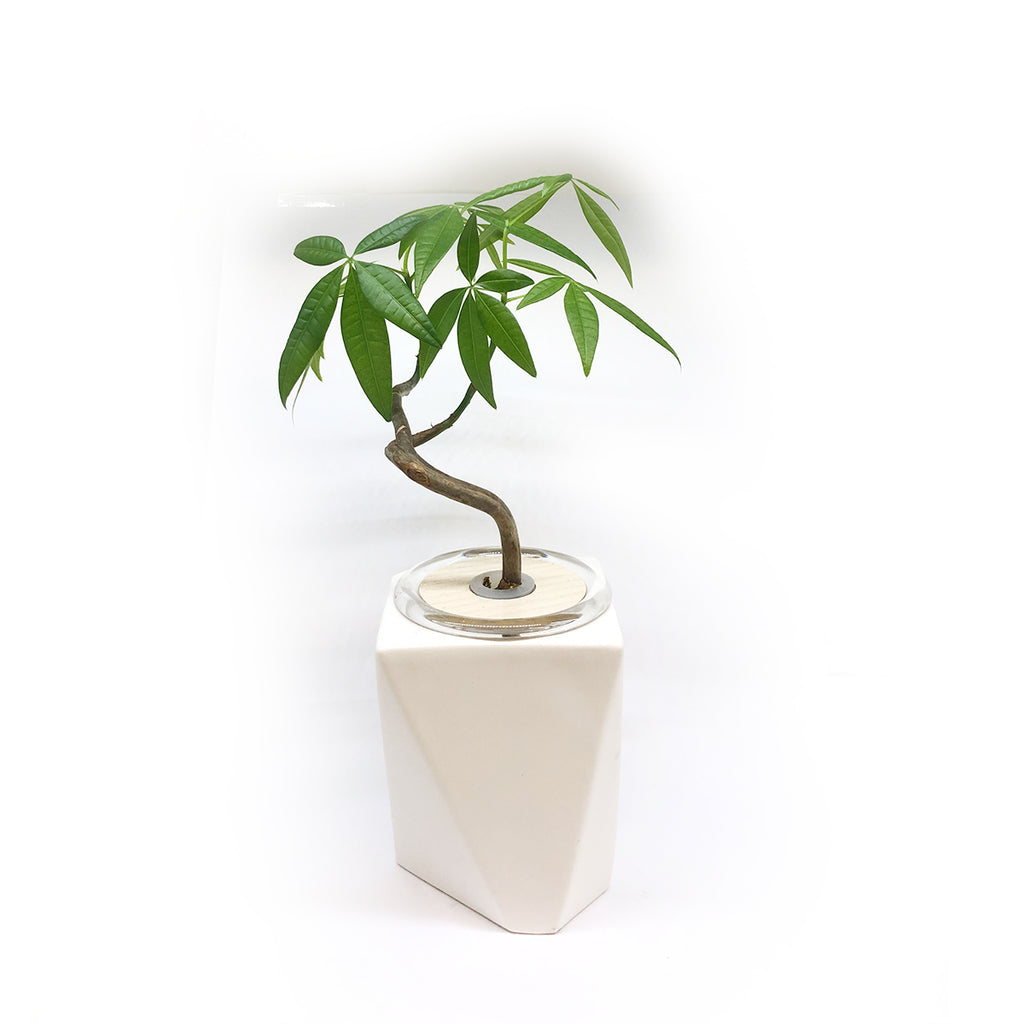 Hydroponic Bonsai in Accord Ceramic