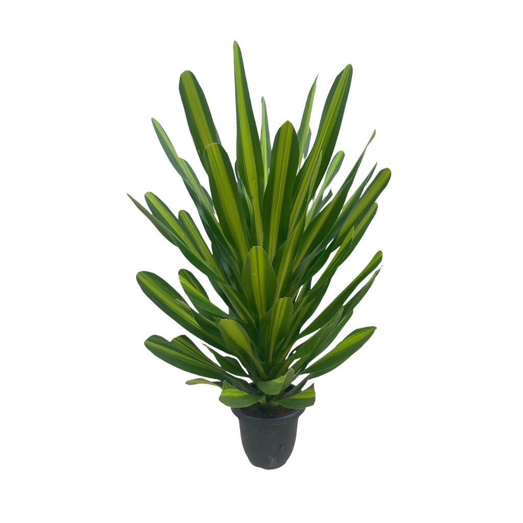 Dracaena Gymis Var. (1.4m)