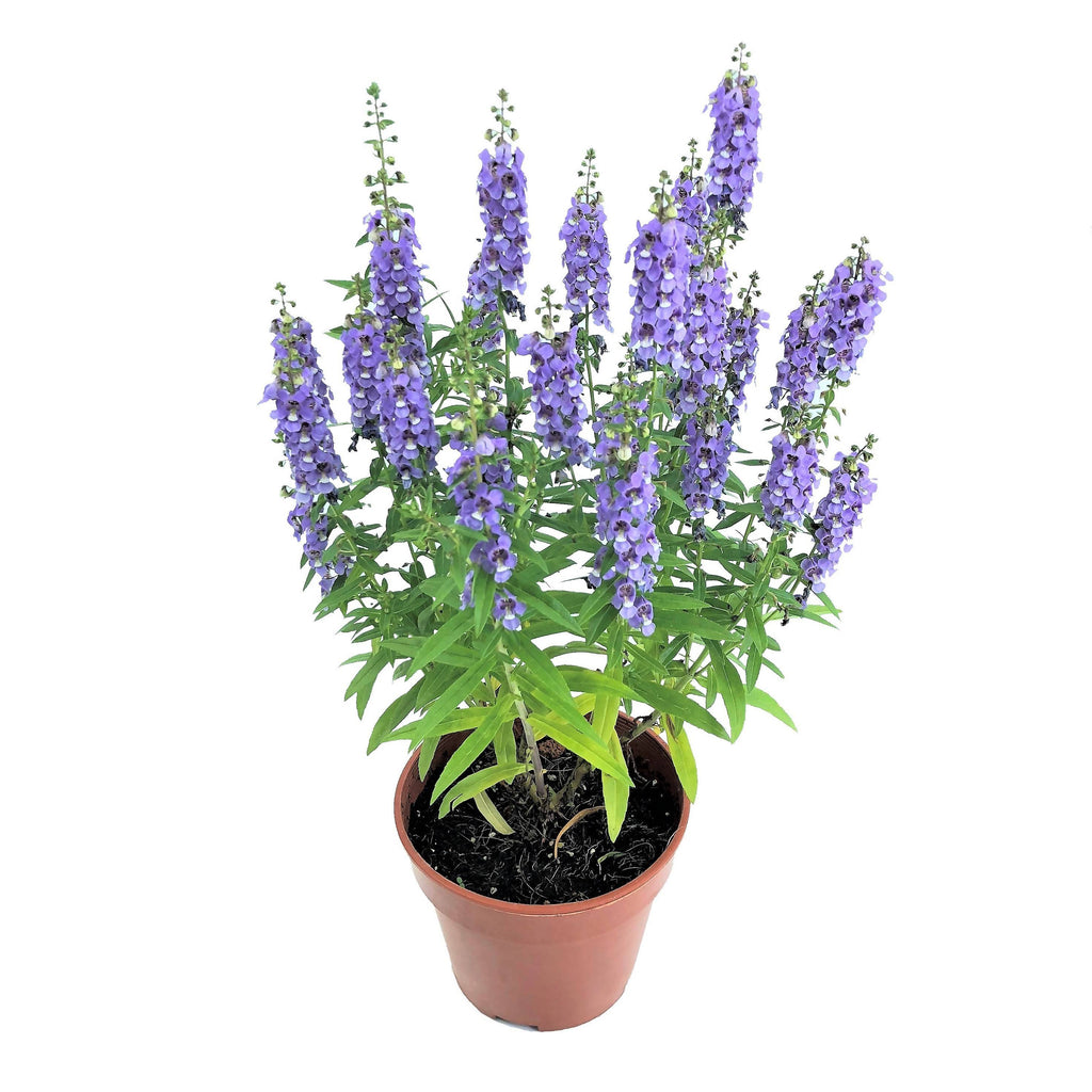 Angelonia angustifolia, Summer Snapdragon, Light Violet (0.35m)