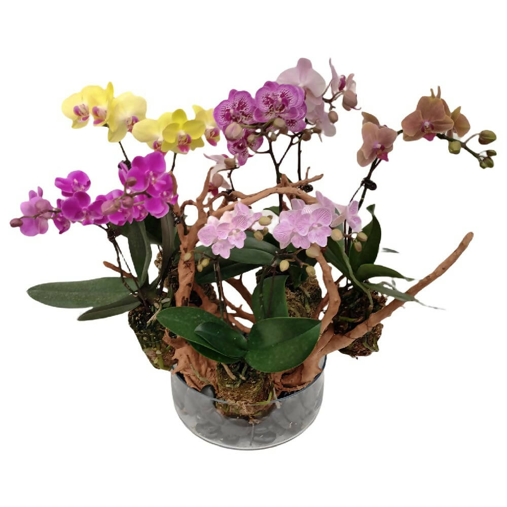 6 in 1 Mini Mix Phalaenopsis Arrangement on Drift Wood with Glass Pot