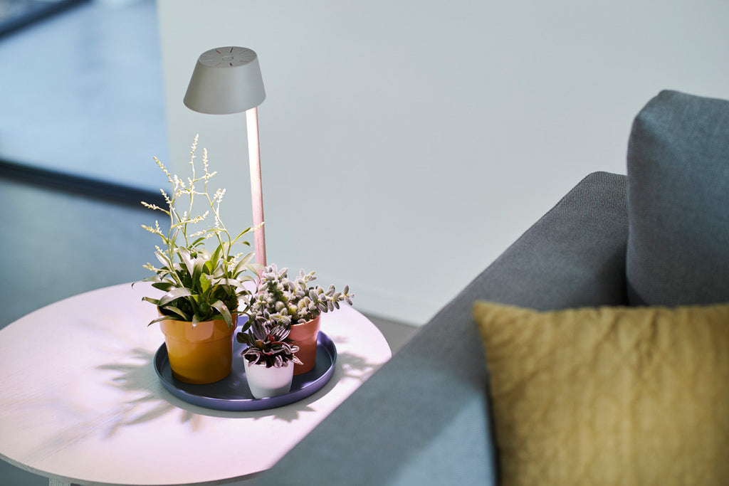 Bird Nest Fern in White B for Original Round 9cm (0.15m)