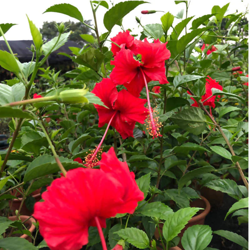 Hibiscus rosa-sinensis, Chinese Hibiscus, Rose of China (0.7m)