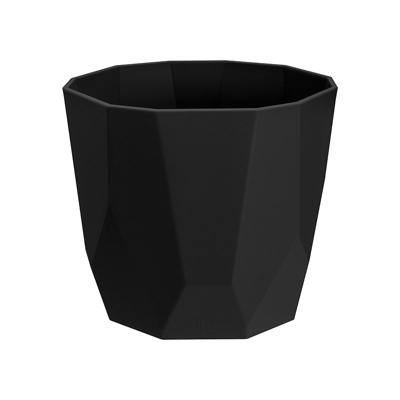 ZZ plant in Living Black B for Rock 16cm (0.4m)