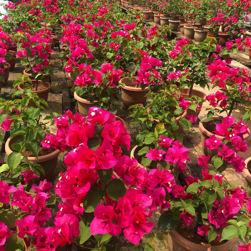 Bougainvillea 'Louis Wathen' (0.65m)