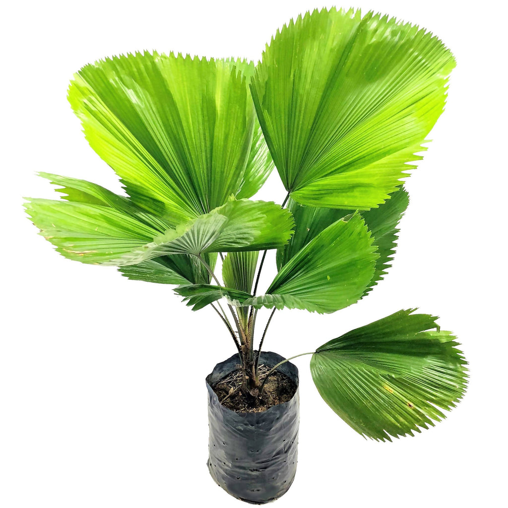 Licuala grandis, Ruffled Fan Palm in Bag (1.0m)