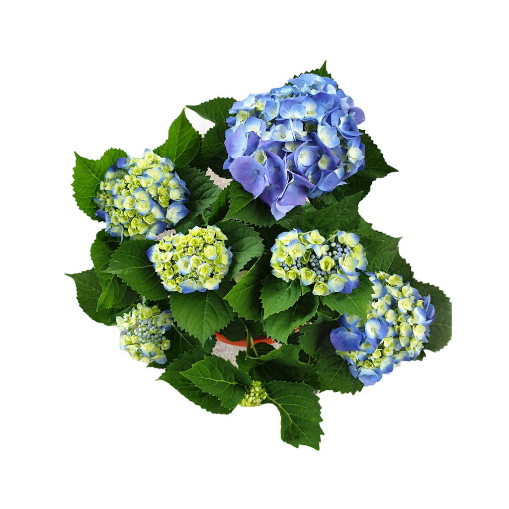 Hydrangea macrophylla, Assorted Colour Hydrangea (0.30mH)