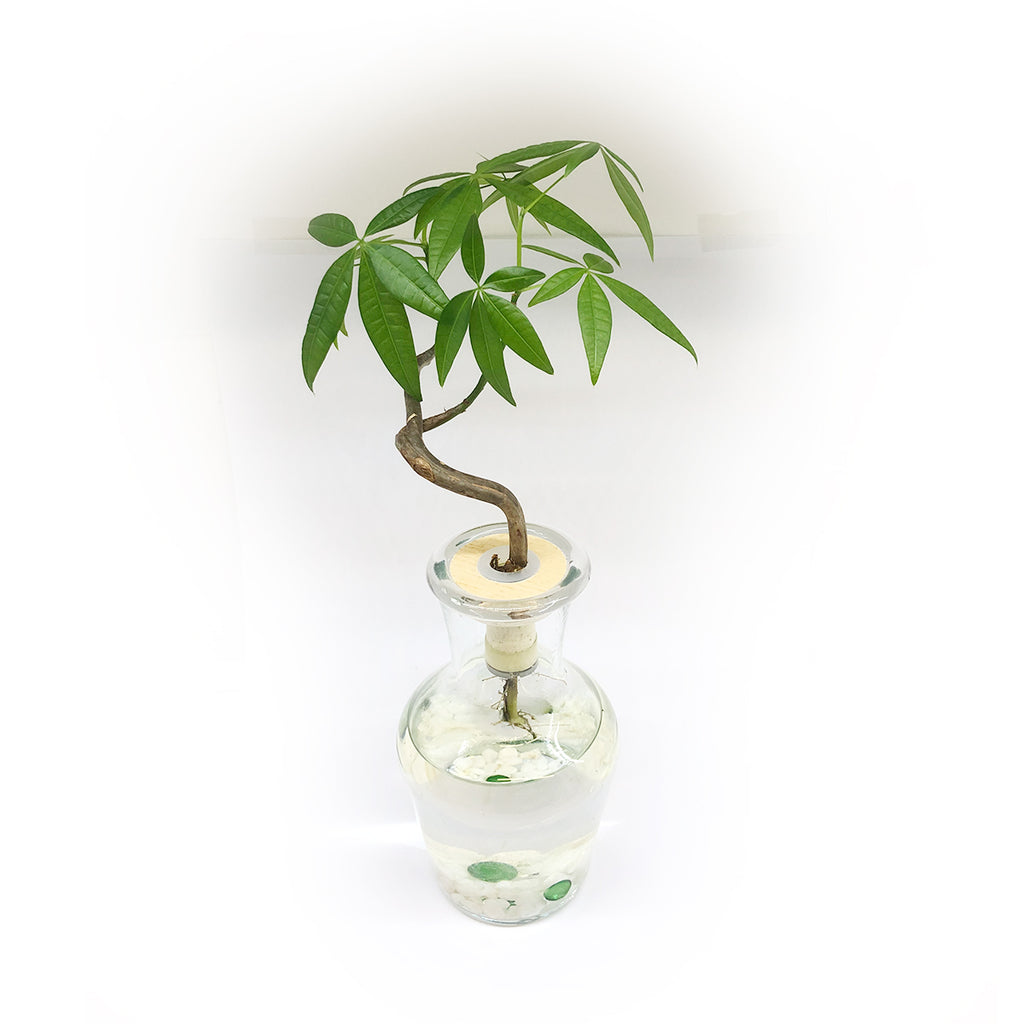 Hydroponic Bonsai in Bottleneck Vase