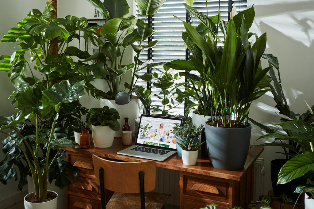 Dracaena Thalioides in White Brussels Diamond Round 30cm (1.0m)