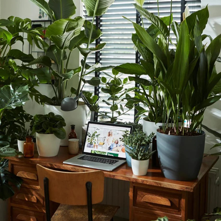 Calathea Orbifolia in Anthracite Brussels Round 16cm (0.5m)