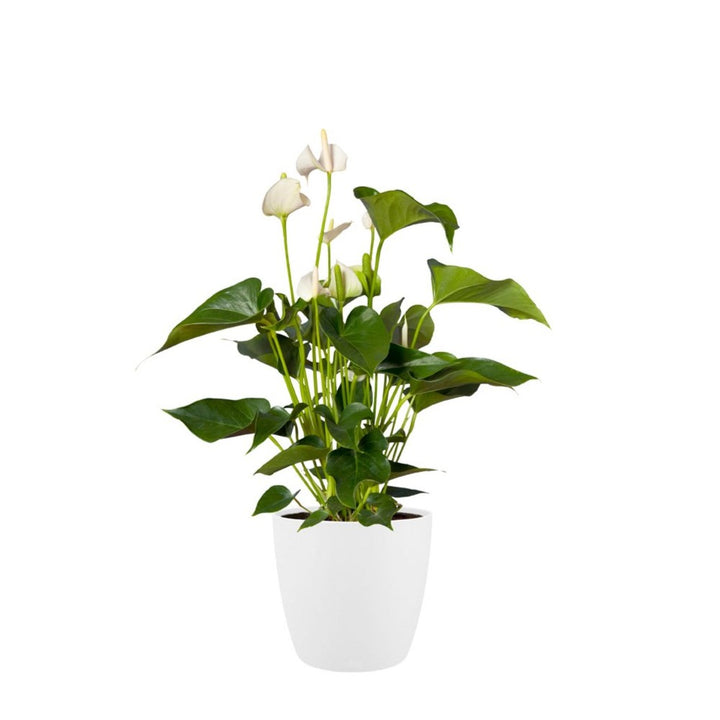 Peace Lily with Hygeia Personal Care Gift Set