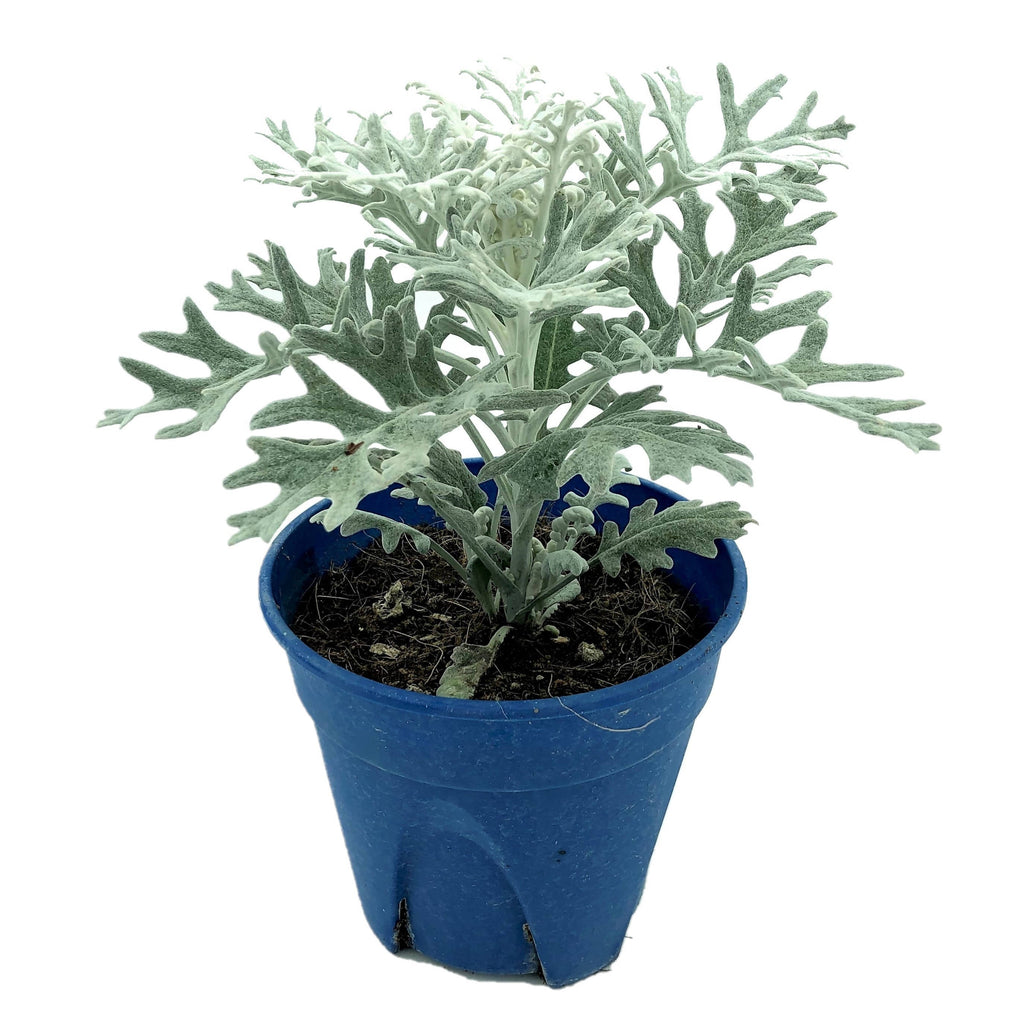 Jacobaea maritima, Senecio cineraria‚ Silver Dust, Dusty Miller (0.25m)