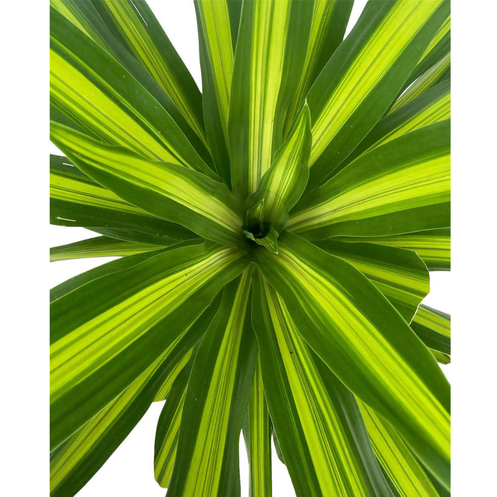 Dracaena Gymis Var. (1.4m)