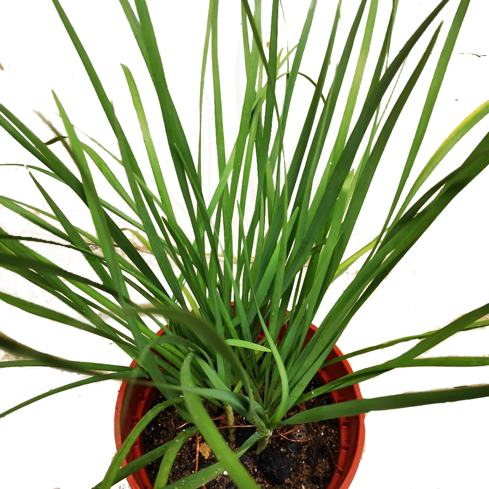 Allium tuberosum, Chives (0.25mh)