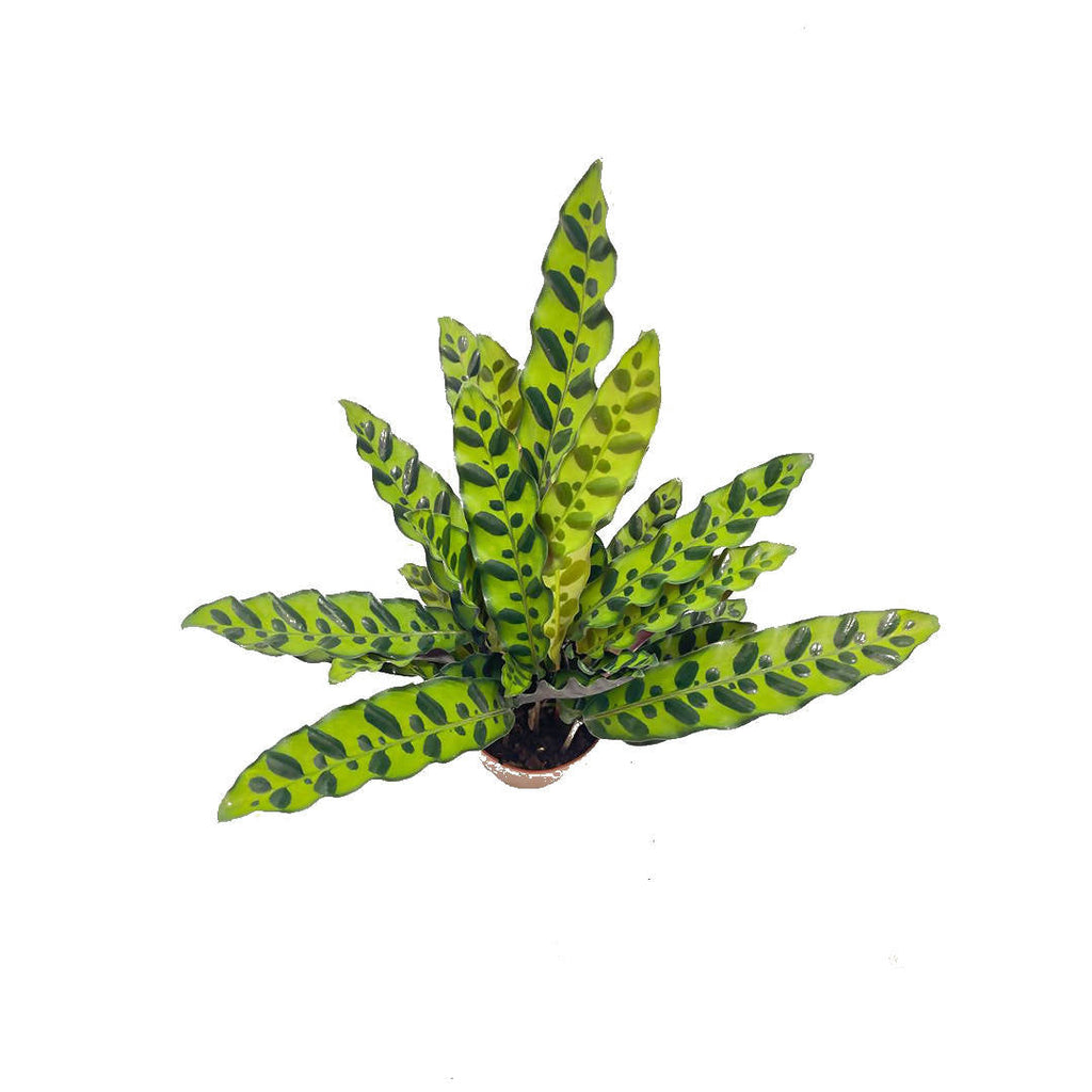 Calathea insignis, Rattlesnake Plant (0.40m)