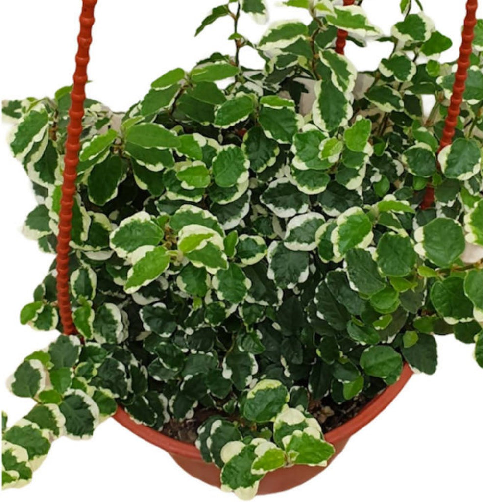 Ficus pumila 'White Sunny', Variegated Creeping Fig, Variegated Climbing Fig (Hanging) (0.2mH)