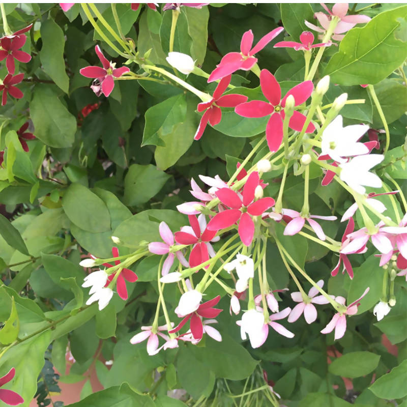 Quisqualis indica, Rangoon Creeper, Chinese Honeysuckle (1m)