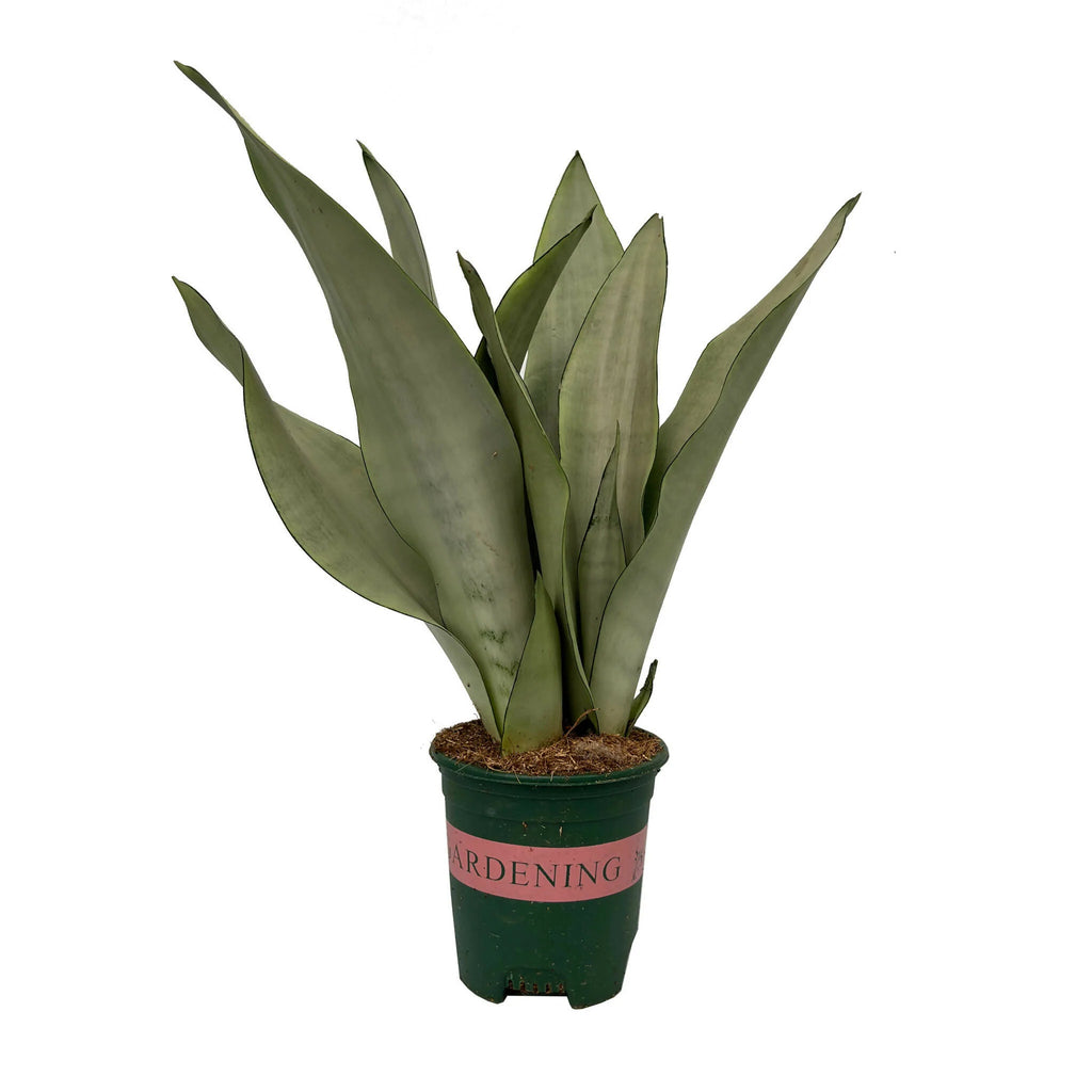 Sansevieria Moonshine (0.4m)