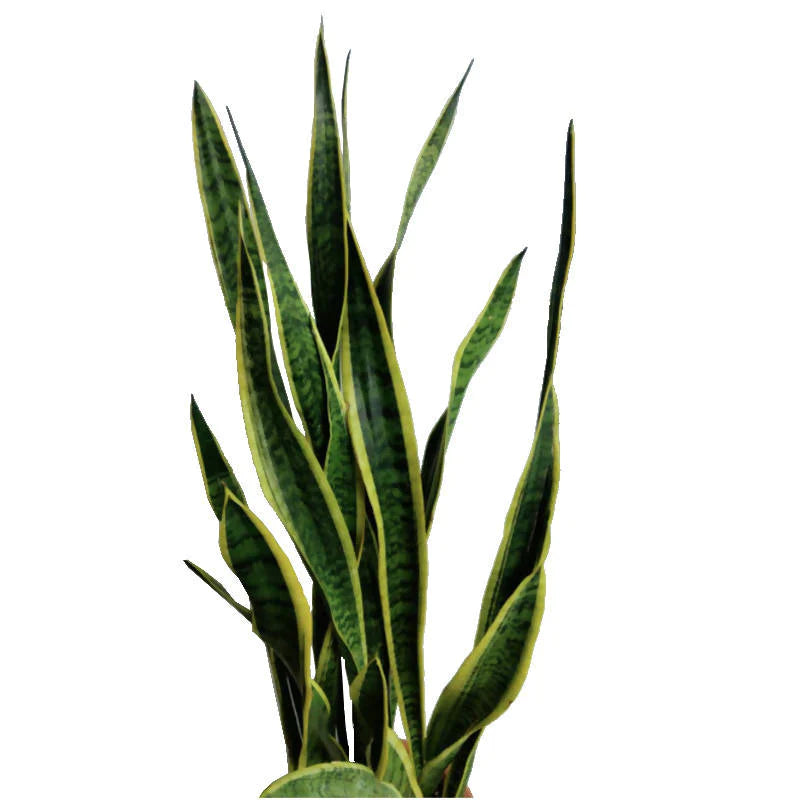 Sansevieria Snake Plant in White Brussels Diamond Round 30cm (0.7m)