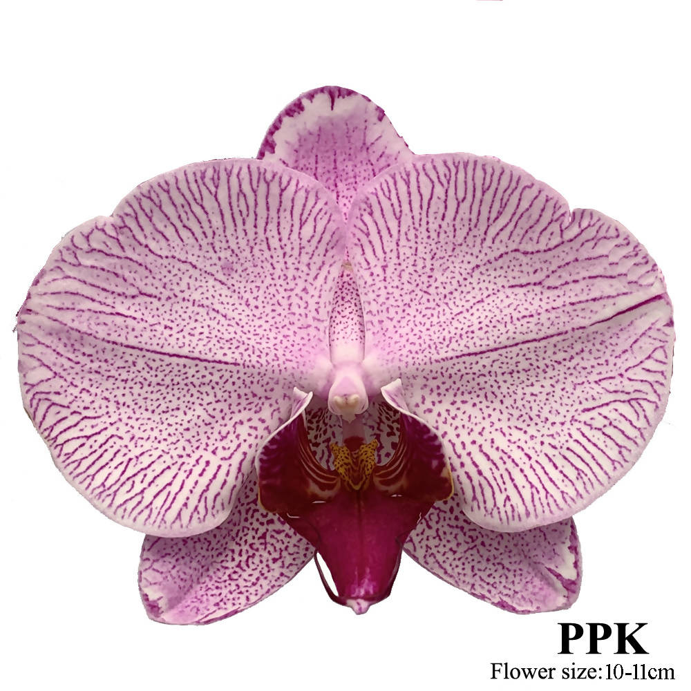 Phalaenopsis Pink PPK