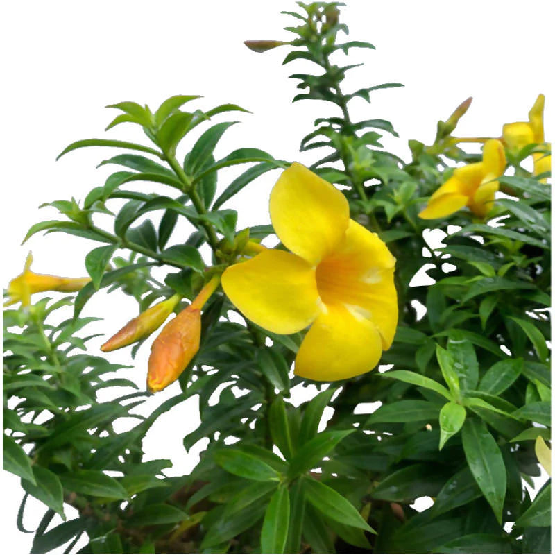 Allamanda cathartica, Allamada Trumpet Vine, Golden Trumpet Vine (0.45m)