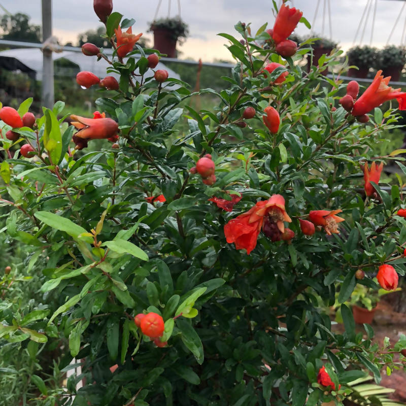 Punica granatum, Pomegranate 石榴花 (0.65m)