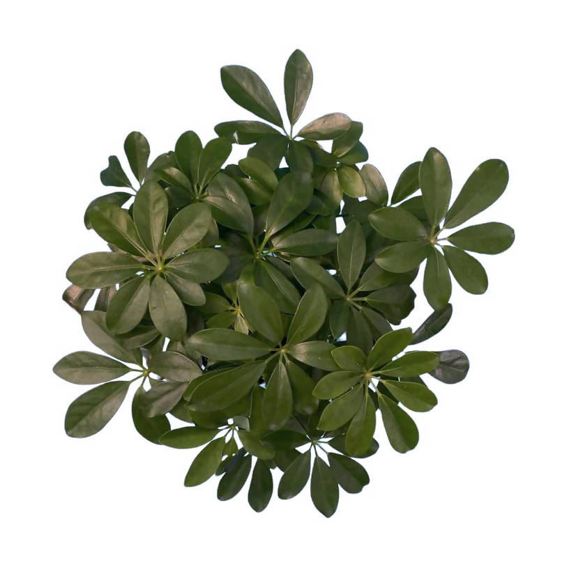 Schefflera Green in White B for Original Round 18cm (0.3m)