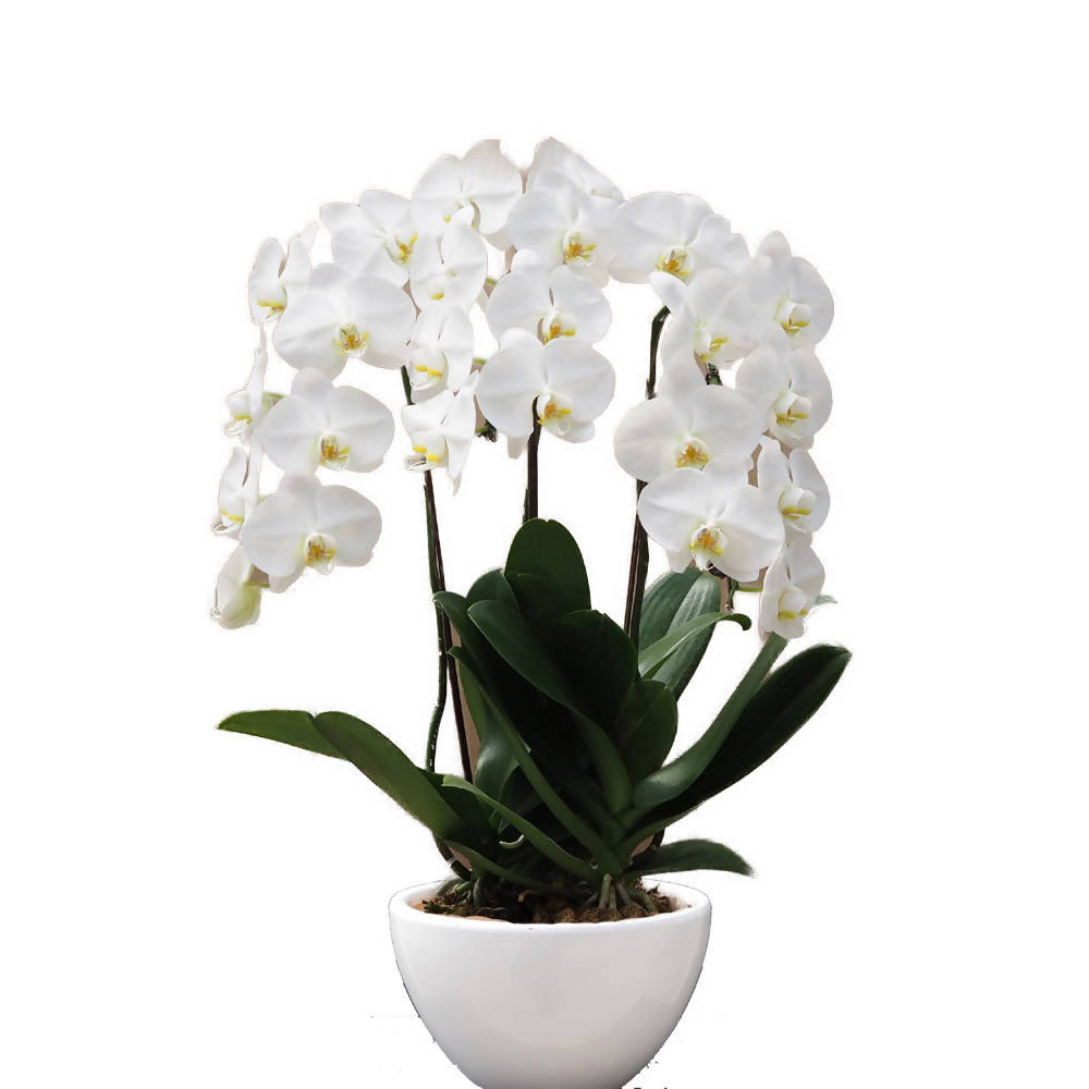 3 in 1 Phalaenopsis White in ceramic pot, Moth Orchid Arrangement