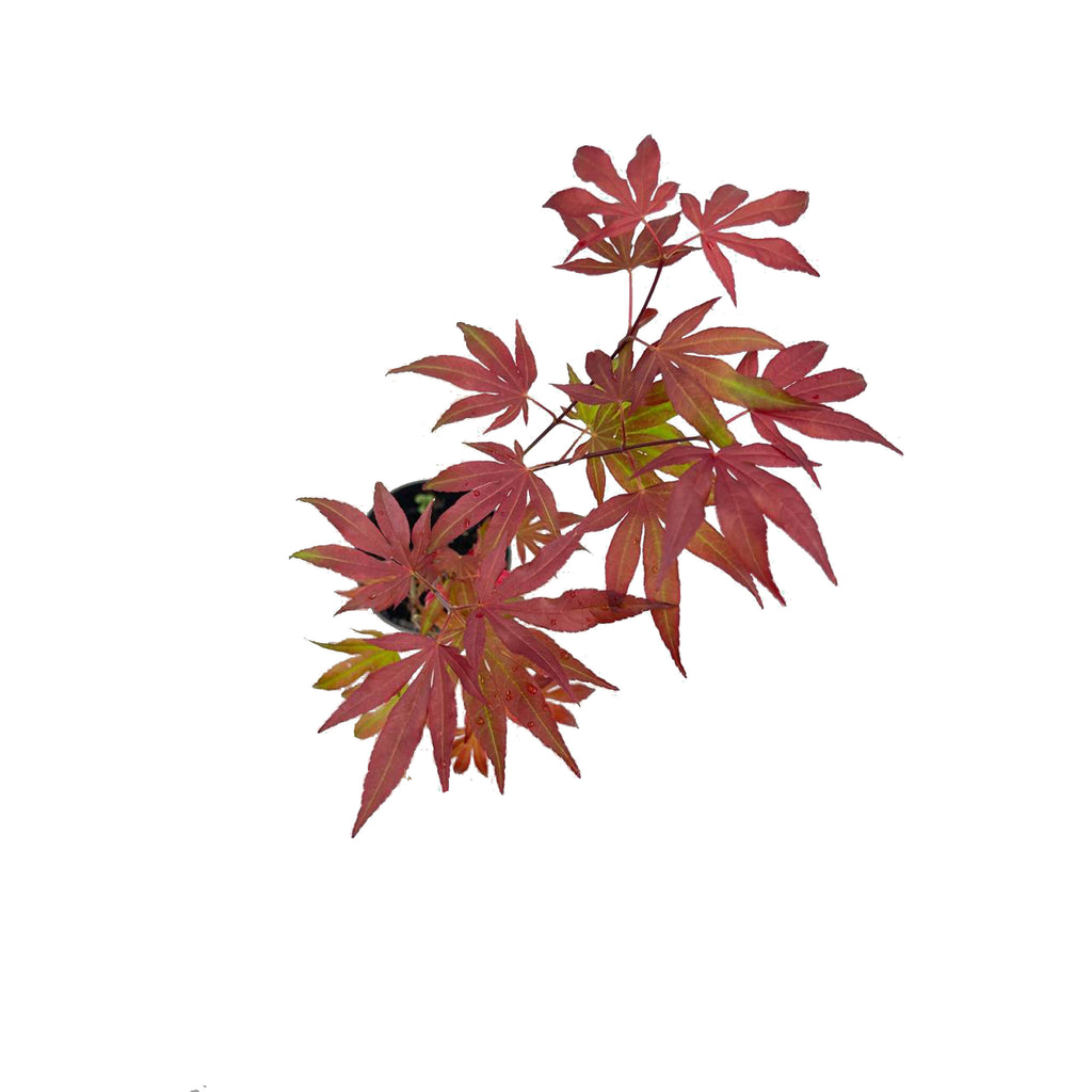 Acer palmatum, Japanese Maple (0.3m)